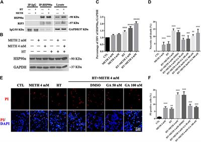 The Role of HSP90α in Methamphetamine/Hyperthermia-Induced Necroptosis in Rat Striatal Neurons